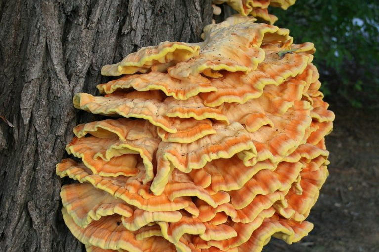 chicken of the woods