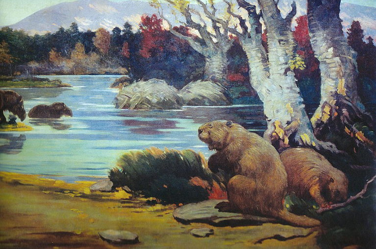 beaver
