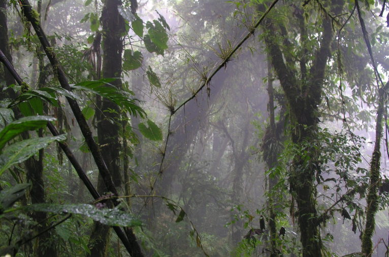 cloud forest
