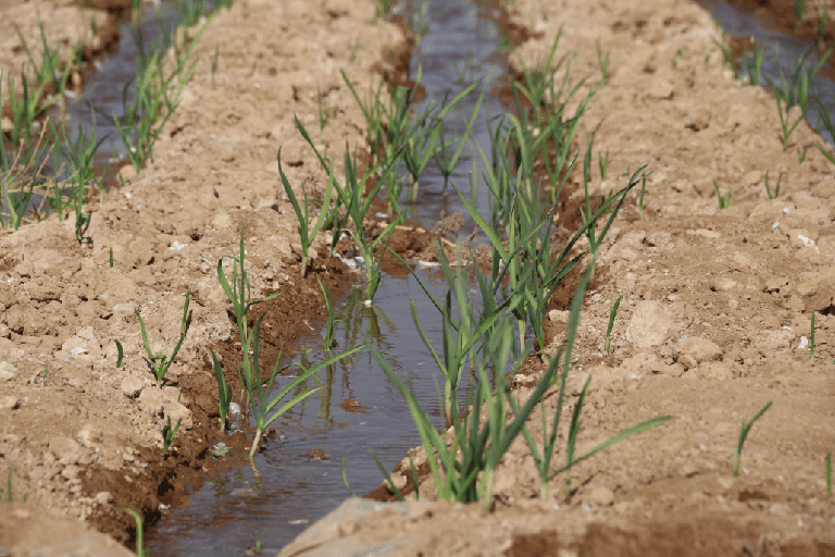 Farm land in NE Syria