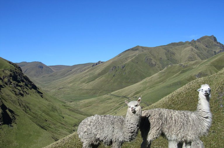 Alpacas in the paramo