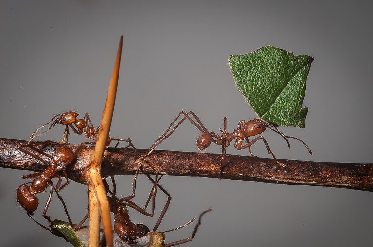 Leafcutter ants