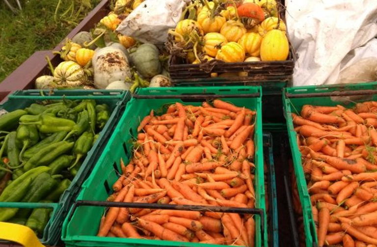 Sims Hill January harvest