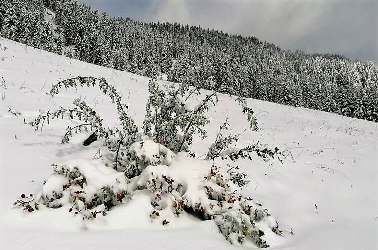 Agricultural archaeology