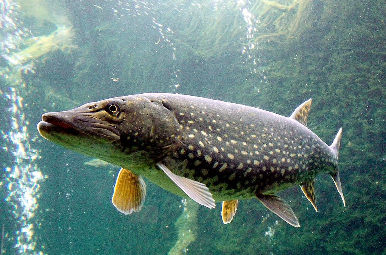 northern pike