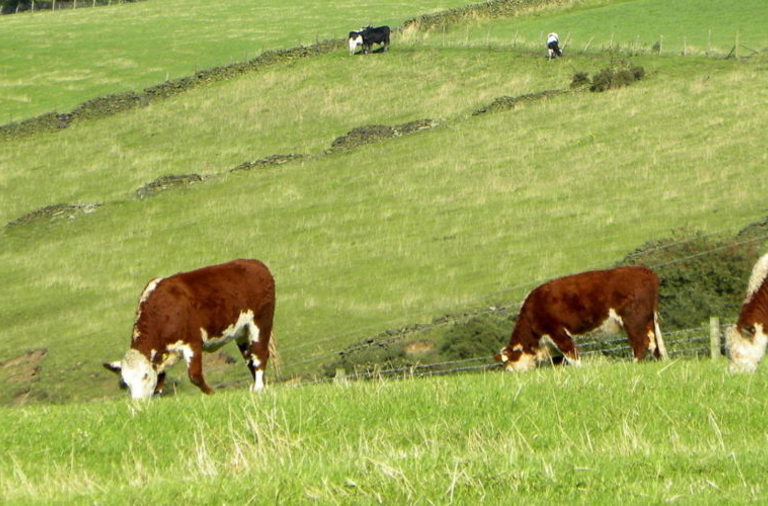 Cattle grazing