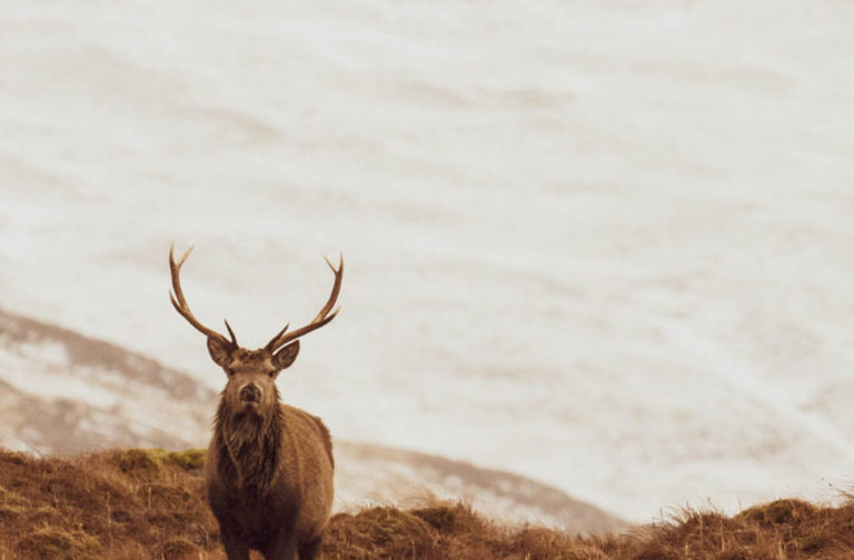 Highland deer