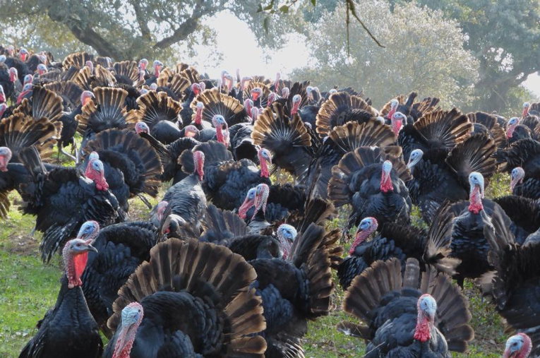 turkeys