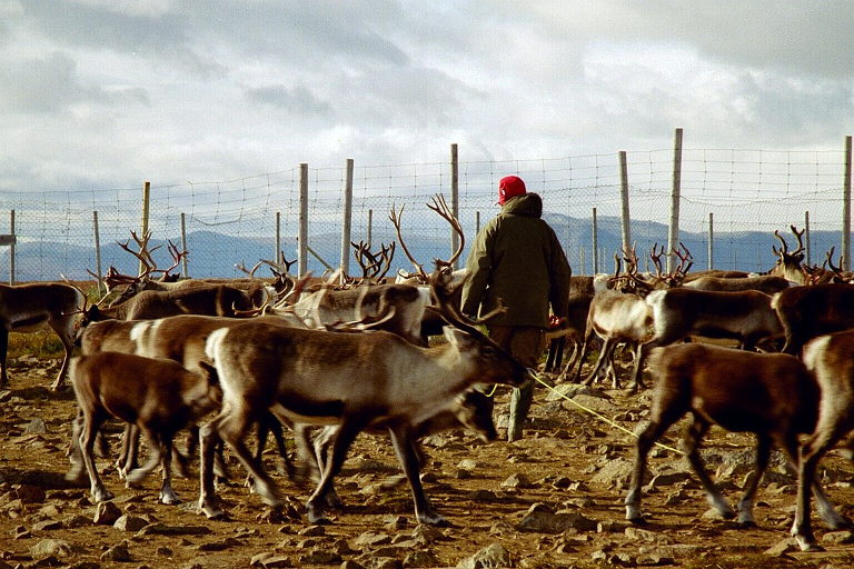 reindeer