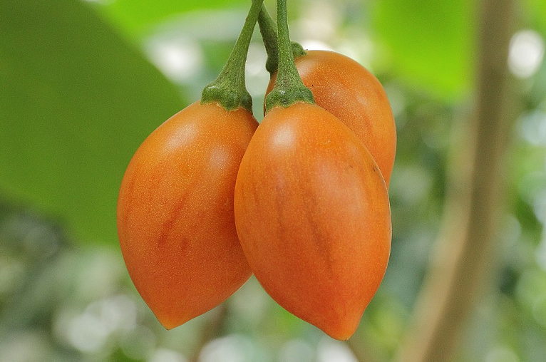 Tamarillo