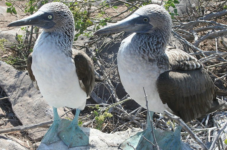 blue-footed booby