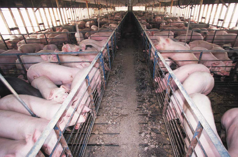 hog confinement
