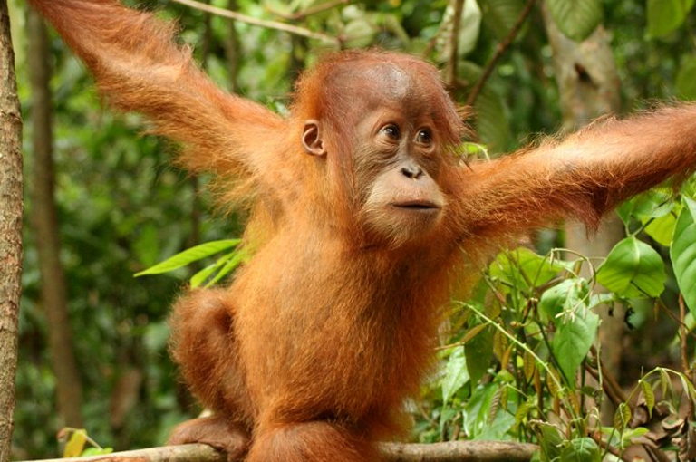 Young orangutan