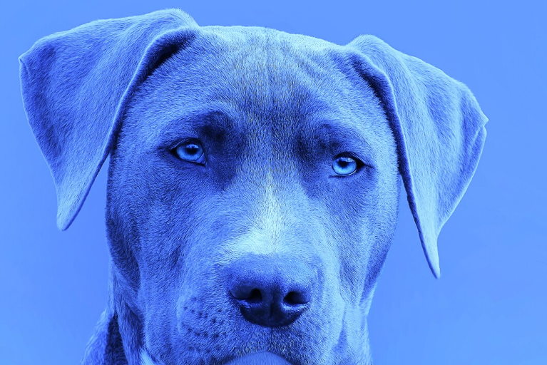 Blue dog