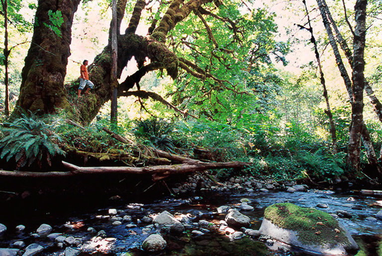 Sutton Creek Maple, British Columbia