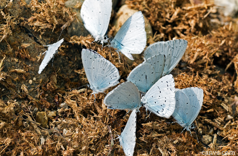 butterflies on manure