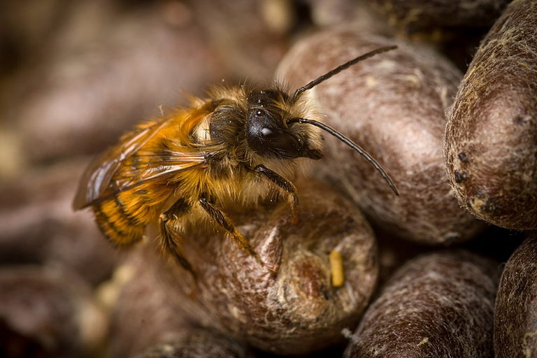mason bee