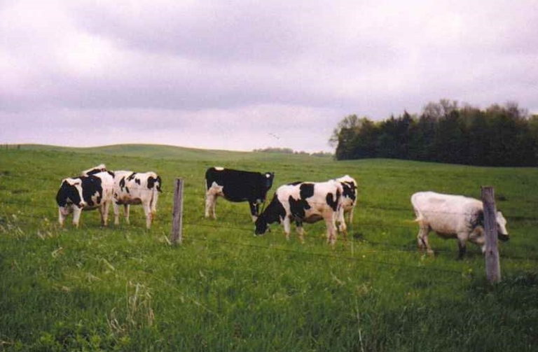 dairy cows