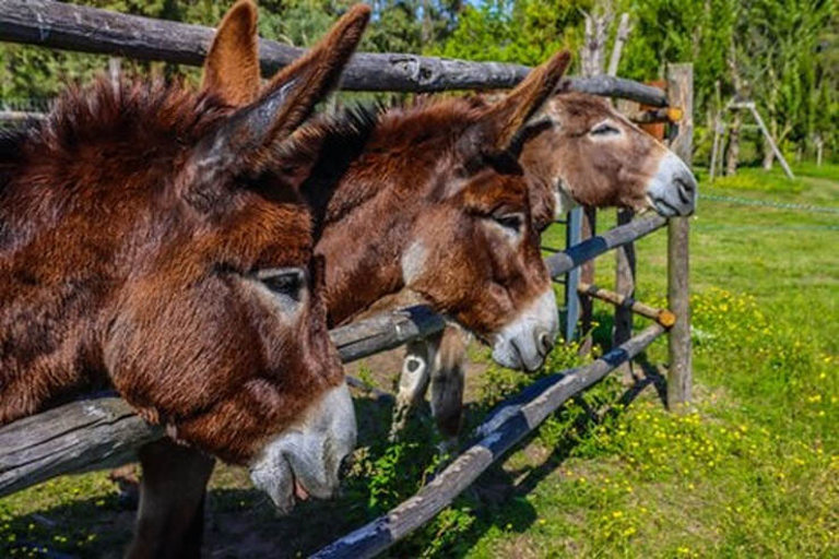 donkeys