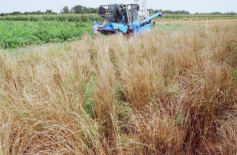 Harvesting perennial crops at the Land Institute