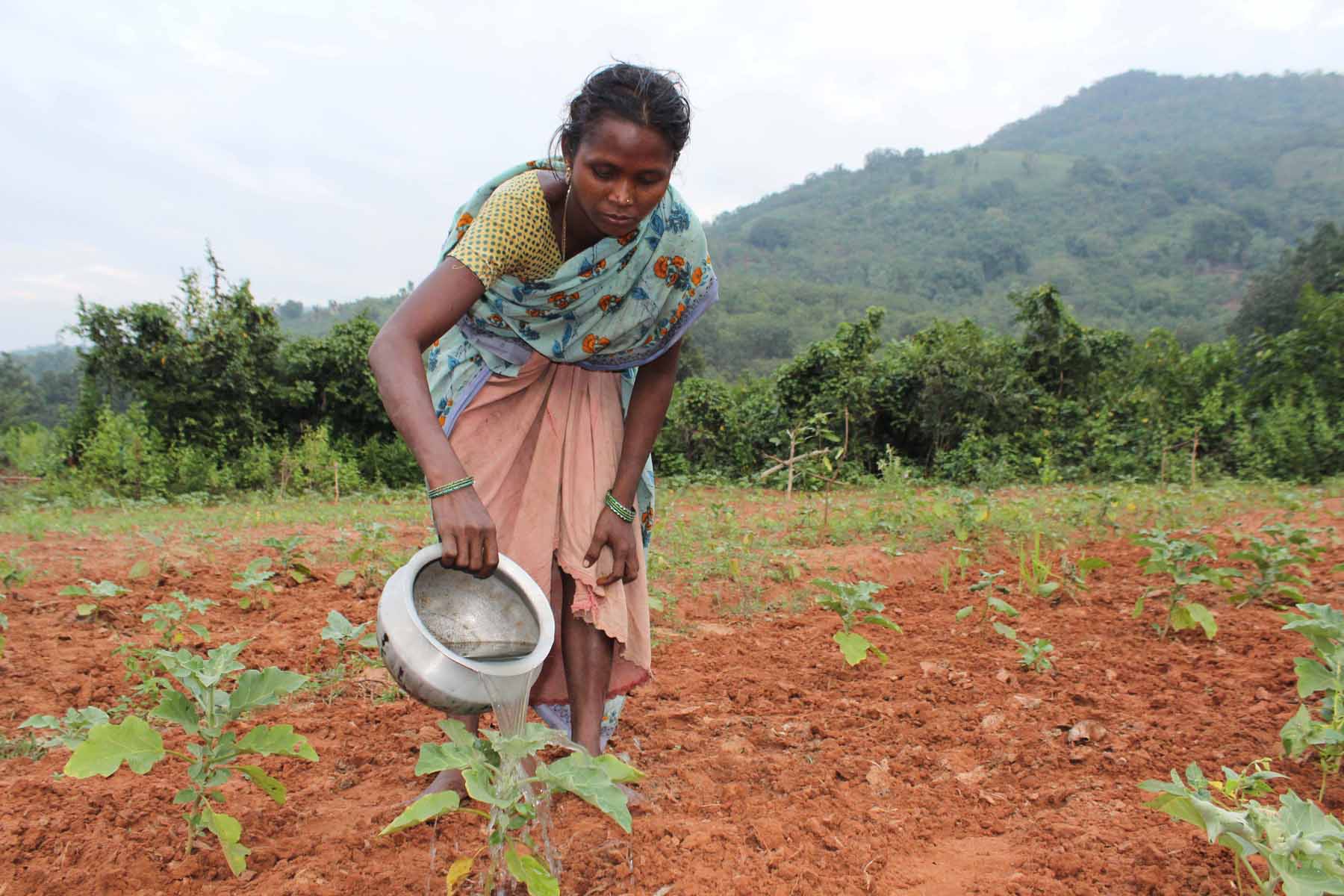 Andra Pradesh farmer