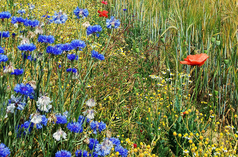 regenerative agriculture