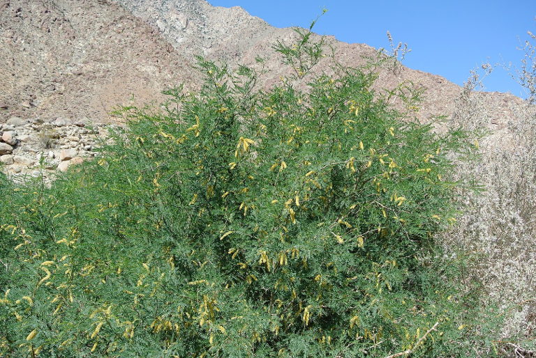 Velvet mesquite