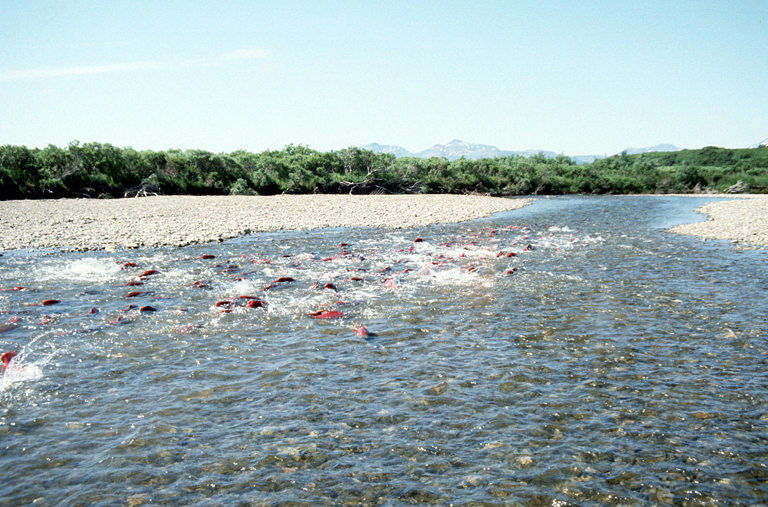 salmon spawning