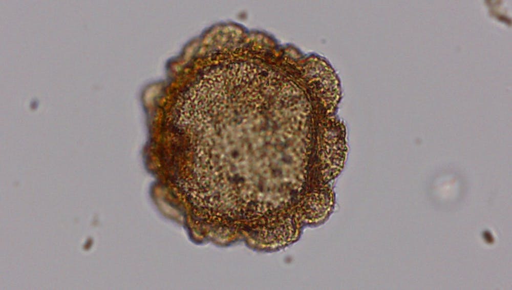 ancient pollen