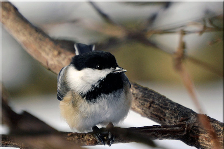 chickadee