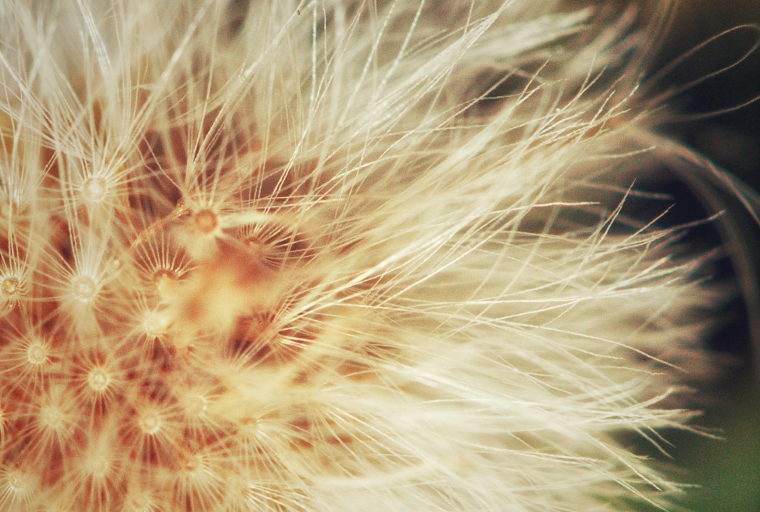dandelion seeds