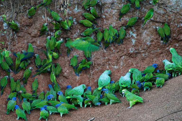 Parrots at Yasuni National Park