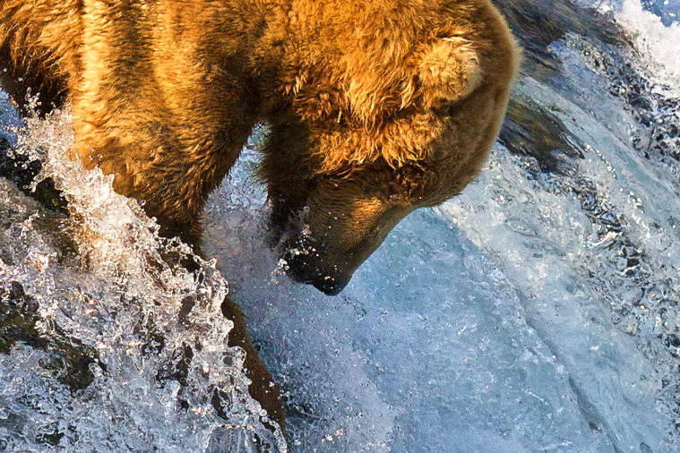 Grizzly bear fishing