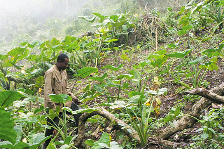 Farmer in Cameroon