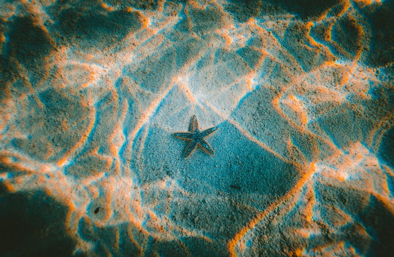 starfish