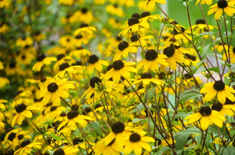 brown-eyed susans