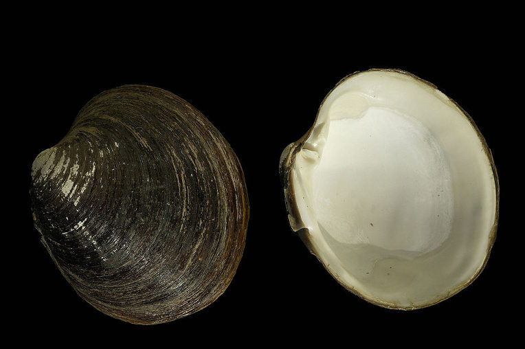 ocean quahog