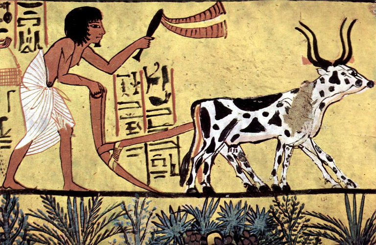 Egyptian agriculture