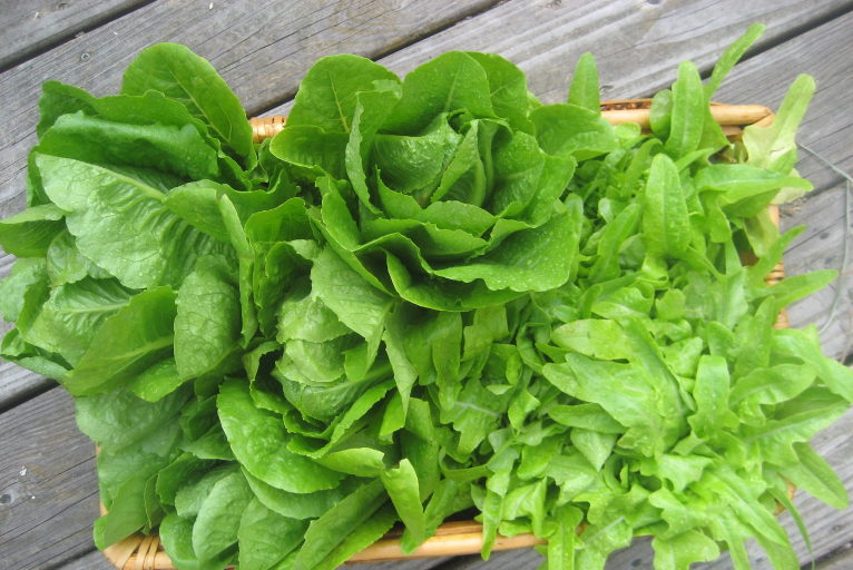 Deer Tongue and Romaine lettuces