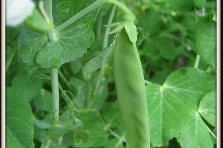peas