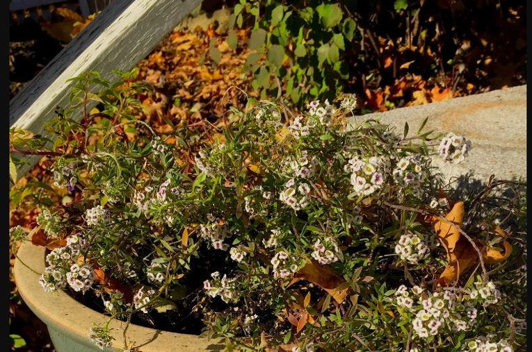 alyssum