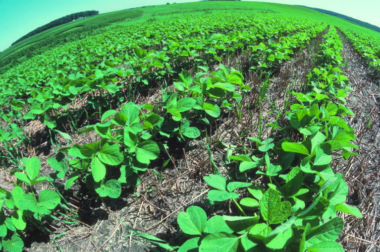 no till and cover crops