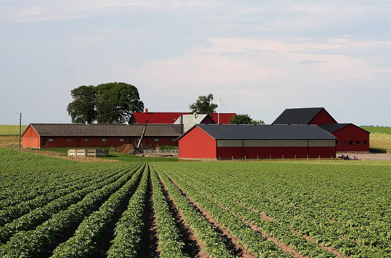 Swedish potato farming