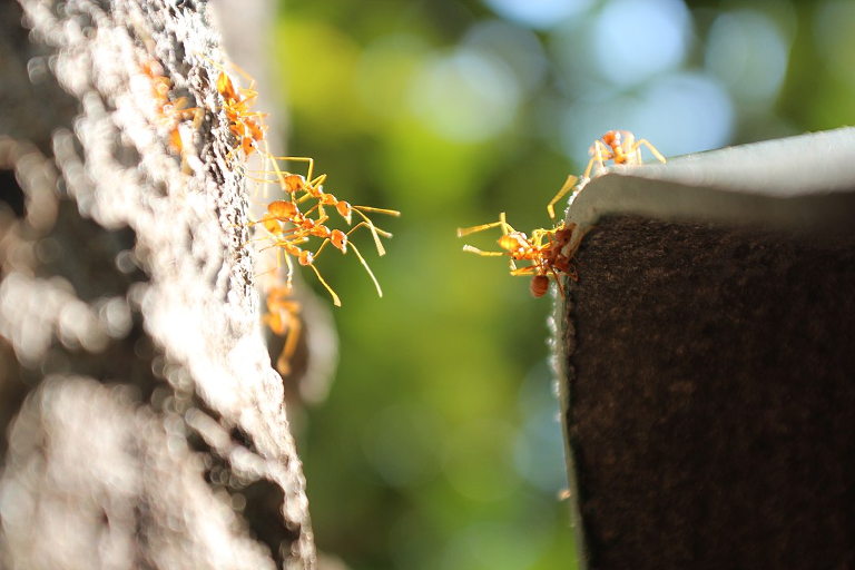 ant bridge
