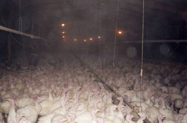 factory turkeys