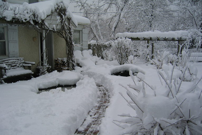 garden in snow