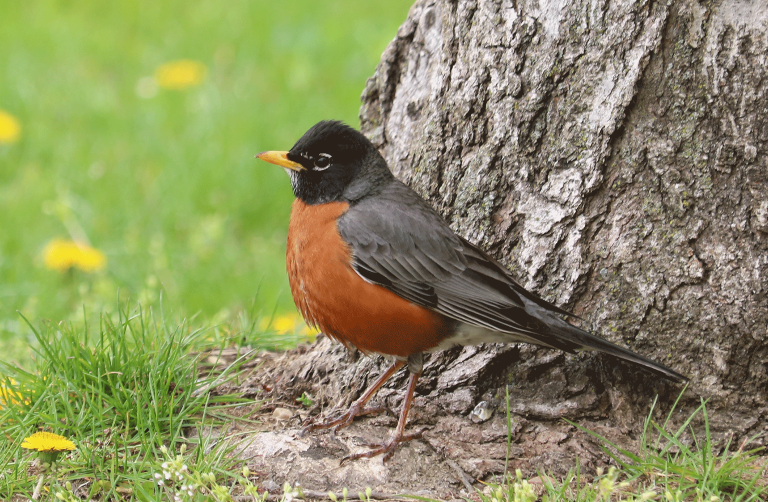 American Robin