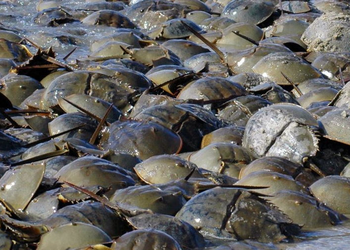 horseshoe crab