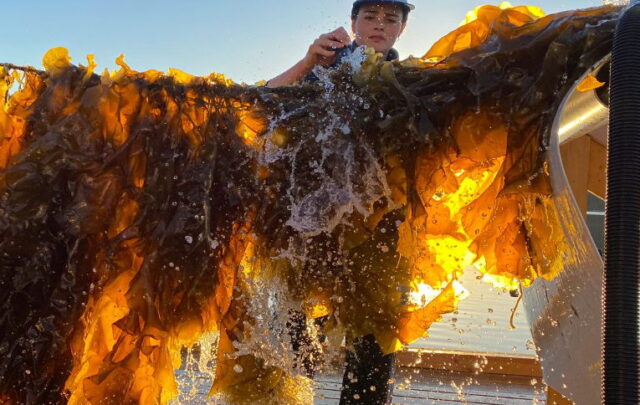 seaweed farming
