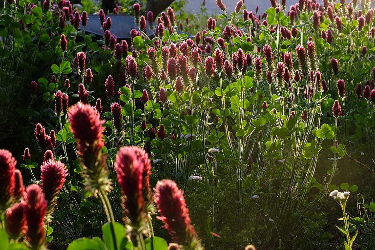 crimson clover